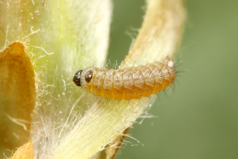 �����ߥɥꥷ����