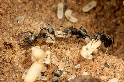 ��������Camponotus