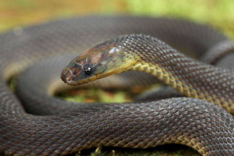 ¥¢¥Þ¥ß¥¿¥«¥Á¥Û¥Ø¥Ó