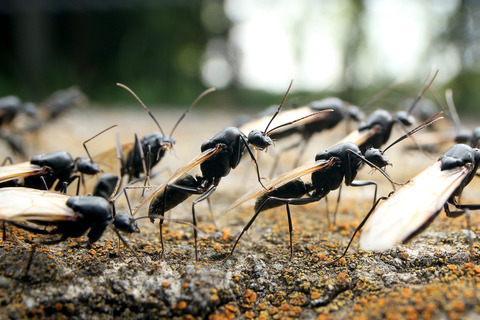 ¥¯¥í¥ª¥ª¥¢¥ê¤Î·ëº§Èô¹Ô