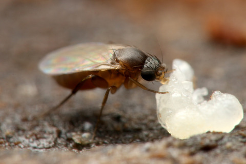 ナマクビノミバエ