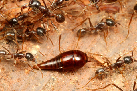 �ޥ륻���󥿥�����Labidus