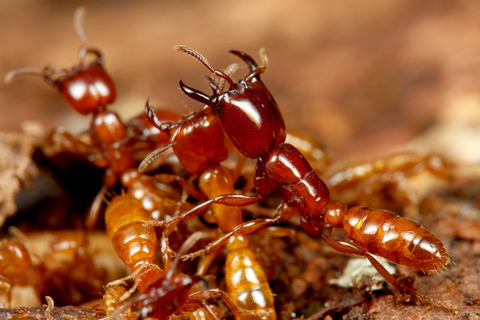 Dorylus laevigatus
