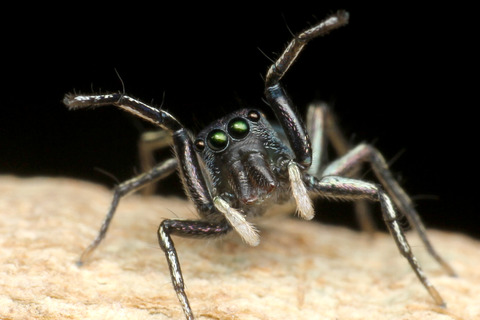 ���ӥϥ��ȥ�