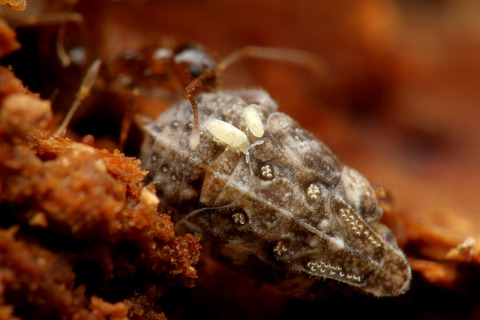 キノカワハゴロモ