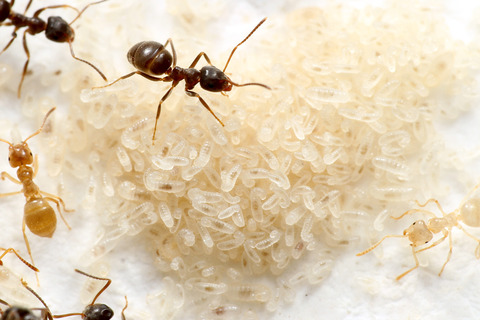 ���ᥤ��������