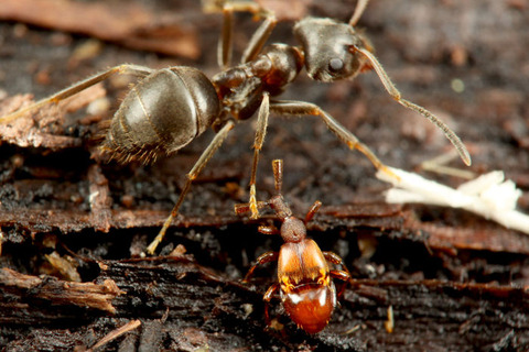 ヤマトヒゲブトアリヅカムシ