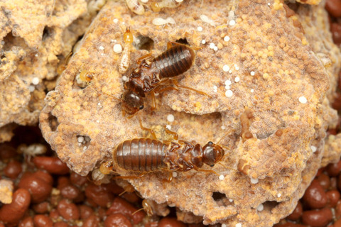 ������󥷥�����