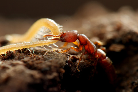 ノコギリハリアリ Amblyopone silvestrii