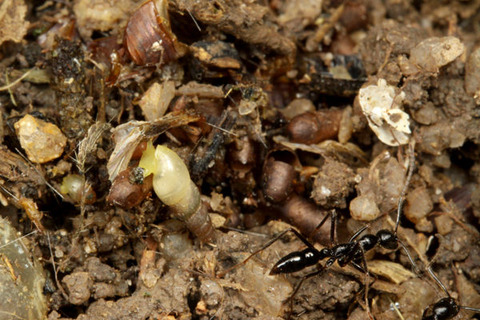 ¥Ï¥·¥ê¥Ï¥ê¥¢¥ê¡¡¥ª¥«¥Á¥ç¥¦¥¸