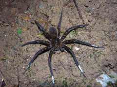 ¥ª¥¥Ê¥ï¥ª¥ª¥Ï¥·¥ê¥°¥â