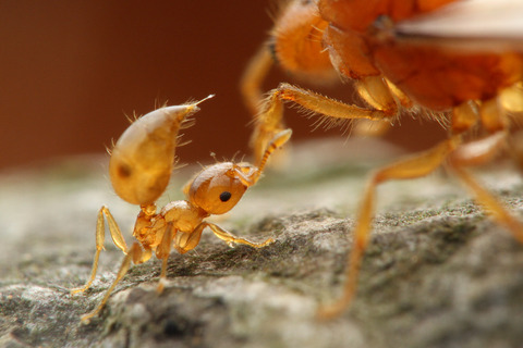 キイロシリアゲアリ Crematogaster osakensis