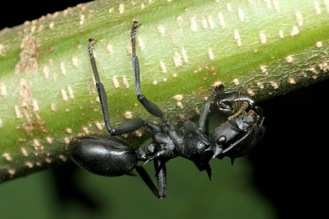 �ʥ٥֥�����Cephalotes