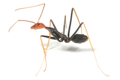 �����ʥ��ߥĥ���