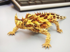 ¥â¥í¥¯¥È¥«¥²