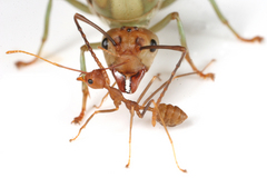 �������ĥ८����