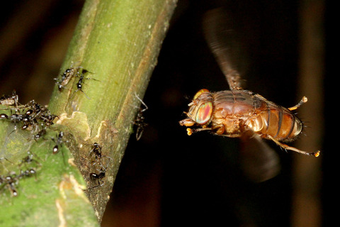 ヒメサスライアリを狙うベンガルバエ