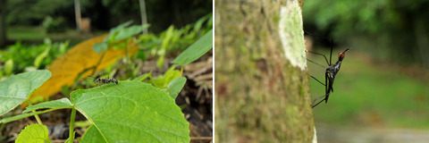 トゲオオハリアリ