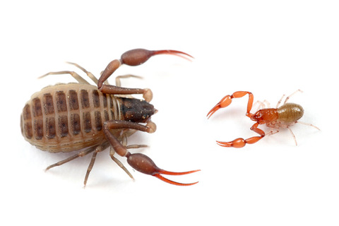 �礭�����