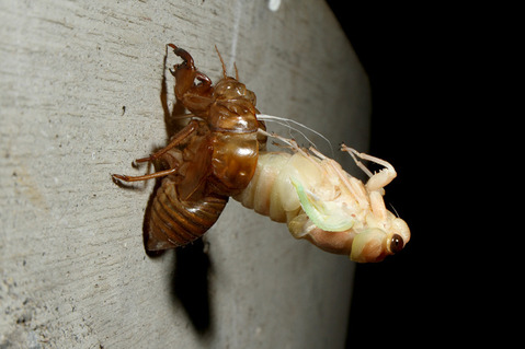 セミの羽化