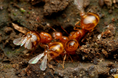 ���������ꥢ������η뺧����