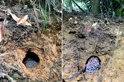 ¥Õ¥Ã¥¯¥é¥Î¥ß¥Ð¥¨ Laosphora sp.