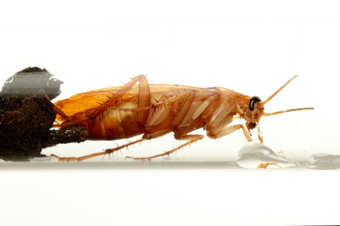 ������ɥ����֥�Х�Ampulex compressa