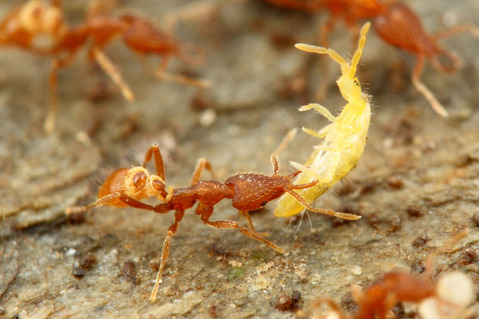 ¥¦¥í¥³¥¢¥ê