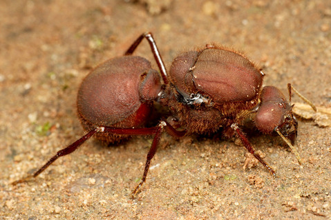 �ϥ��ꥢ��ν���