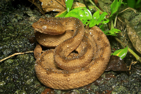 �������ޥϥ�