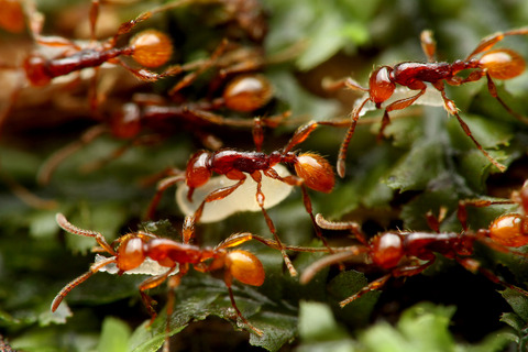 ヒメサスライアリ