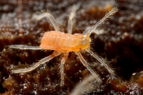 ÀãÃî¤Î°ìÀ¸