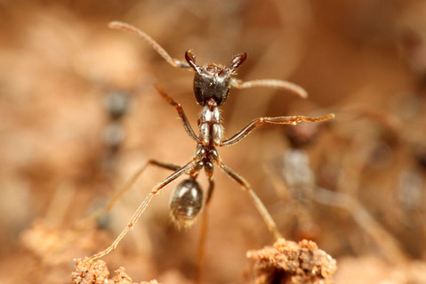 �ޥ륻���󥿥�����Labidus