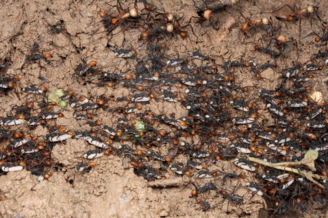 �С������륰�󥿥�����Eciton burchellii