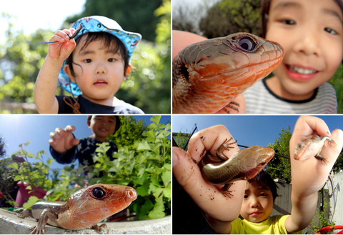 ¥È¥«¥²ºÎ½¸