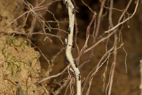 ヒメサスライアリの狩り