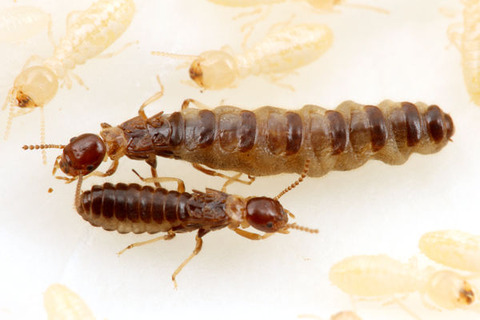 ��ޥȥ�������