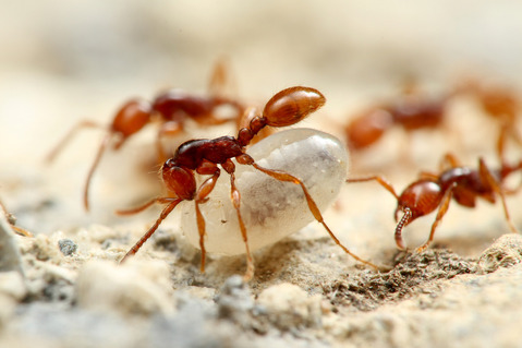 ヒメサスライアリ