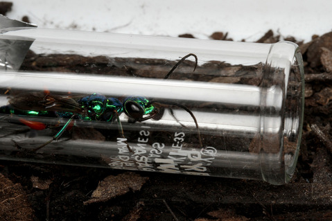 ������ɥ����֥�Х�Ampulex compressa