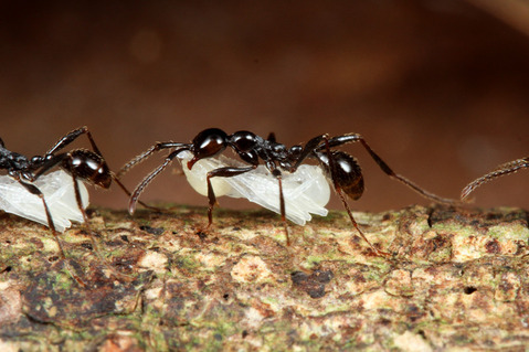 ツヤヒメサスライアリ