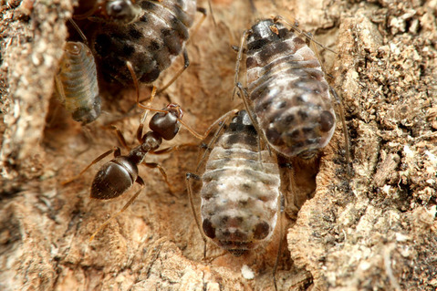 クチナガオオアブラムシ