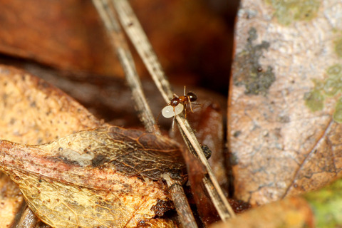 ヒメサスライアリの狩り