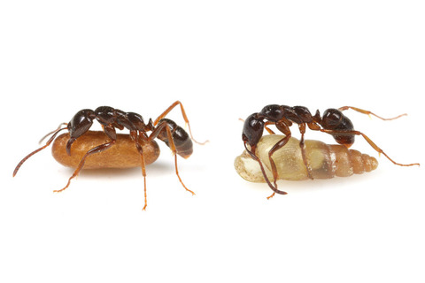 �������祦������Allopeas myrmekophilos