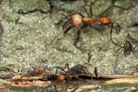 バーチェルグンタイアリEciton burchellii