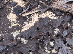 エゾアカヤマアリ