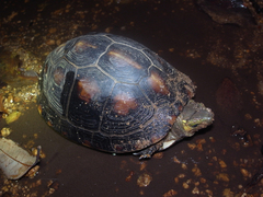 ���ޥ�ϥ�����