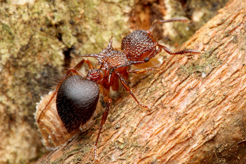 ヨロイアリとカスミカメ