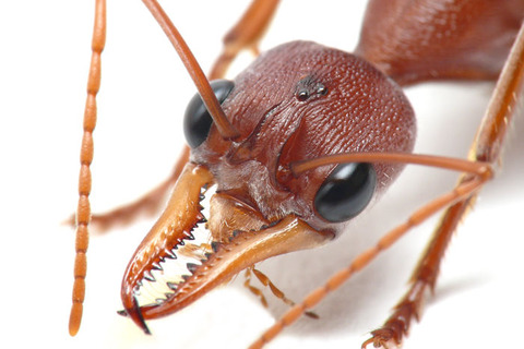 Myrmecia pavida