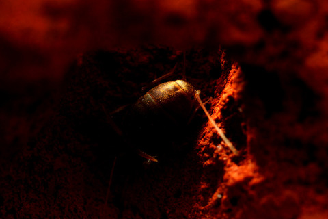 アリヅカコオロギ