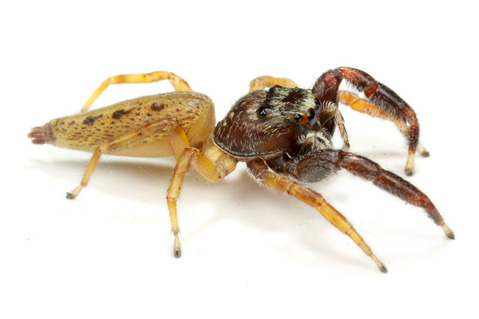 ムツボシハエトリ